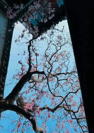 男公主的小说